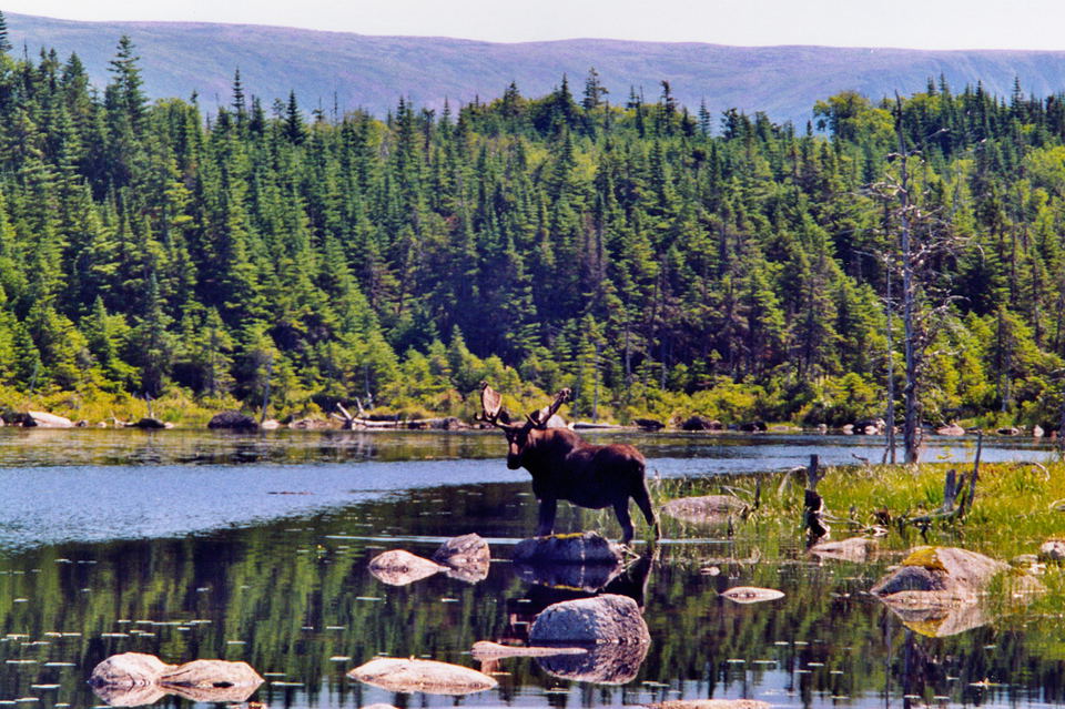 Een eland staat in Berry Hill Pond water te drinken. Gros Morne National Park, juli 2002. Copyright (c) 2002, Hilda van der Lee