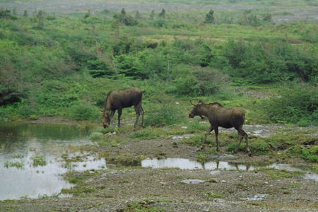 Elanden op het Northern Peninsula, augustus 2006. Copyright (c) 2006, Edwin Neeleman