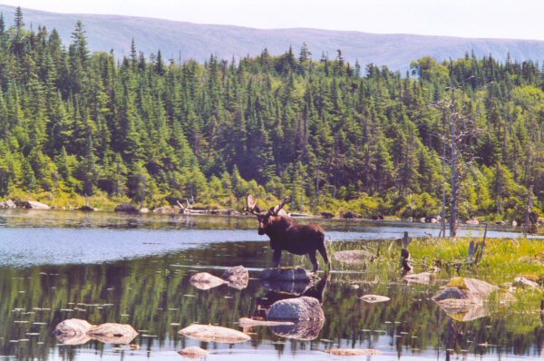 Berry Hill Pond, Gros Morne